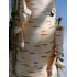 Mesteacăn de Hârtie (Betula papyrifera)