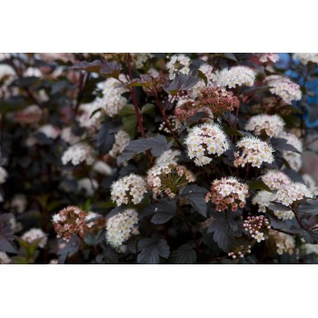 Physocarpus  O. Diable D'or