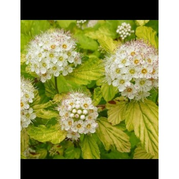 Physocarpus O. Raspberry Lemonade