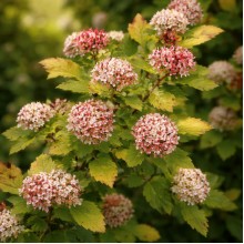 Physocarpus opulifolius 'Raspberry Lemonade' (Fizocarp Galben-Roz)