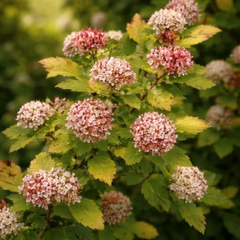 Physocarpus opulifolius 'Raspberry Lemonade' (Fizocarp Galben-Roz)