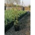 Prunus Laurocerasus Caucasica -100-125 cm