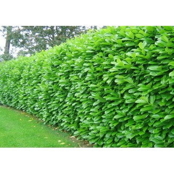 PRUNUS  LAUROCERASUS NOVITA (Laur englezesc)