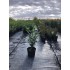 PRUNUS LAUROCERASUS CAUCASICA (Laur englezesc)