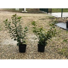 PRUNUS  LAUROCERASUS NOVITA (Laur englezesc)