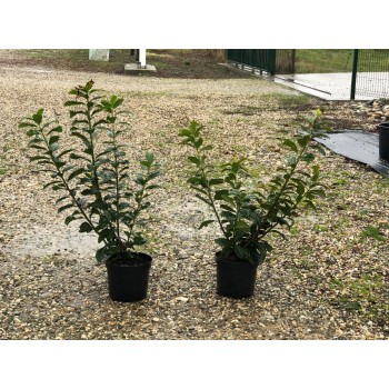 PRUNUS  LAUROCERASUS NOVITA (Laur englezesc)