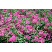 Spiraea japonica 'Anthony Waterer' (Cununiță Japoneză Roz-Zmeură)