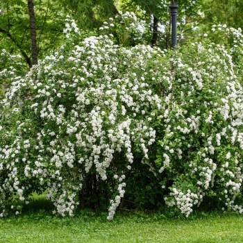 Spiraea nipponica 'Snowmound' (Cununiță Japoneză Albă)