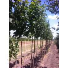 TILIA CORDATA (tei cu frunza mica)