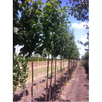 TILIA CORDATA (tei cu frunza mica)