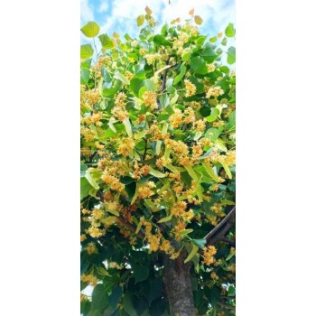 TILIA CORDATA (tei cu frunza mica)