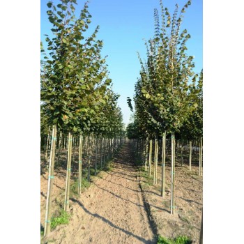 TILIA PLATYPHYLLOS (tei cu frunza mare)