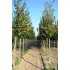 TILIA PLATYPHYLLOS (tei cu frunza mare)