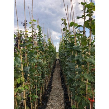 TILIA PLATYPHYLLOS (tei cu frunza mare)