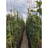 TILIA PLATYPHYLLOS (tei cu frunza mare)