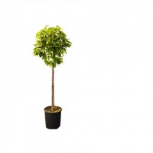 Prunus Laurocerasus Novita , forma glob pe tija.