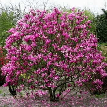 MAGNOLIA SUSAN