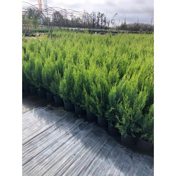 CUPRESOCIPARIS LEYLANDII (chiparos leylandii)