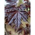 ACER PLATANOIDES CRIMSON CENTRY (artar norvegian, columnar cu frunze rosii)