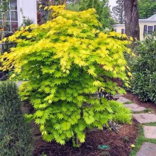 Arțar Japonez Auriu 'Aureum' (Acer palmatum)