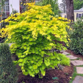 Arțar Japonez Auriu 'Aureum' (Acer palmatum)