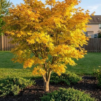  Arțar Japonez 'Orange Dream' (Acer palmatum)