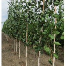 BETULA UTILIS DORENBOOS (mesteacan unitulpinal )