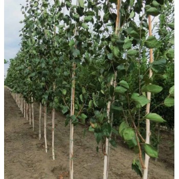 BETULA UTILIS DORENBOOS (mesteacan unitulpinal )