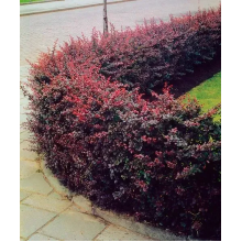 Berberis T. Atropurpureea