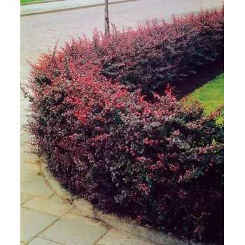 Berberis T. Atropurpureea