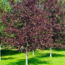 BETULA PENDULA ROYAL FROST (mesteacan cu frunza rosie)