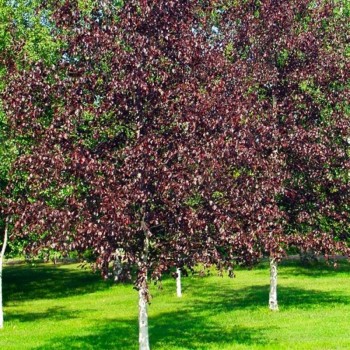 BETULA PENDULA ROYAL FROST (mesteacan cu frunza rosie)