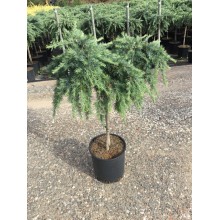 Cedrus Deodara Feelin Blue