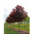 ACER PLATANOIDE CRIMSON KING (artar norvegian cu frunze rosii)