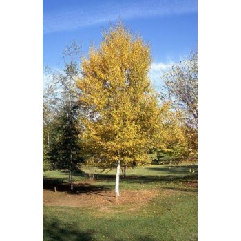 Mesteacăn de Hârtie (Betula papyrifera)