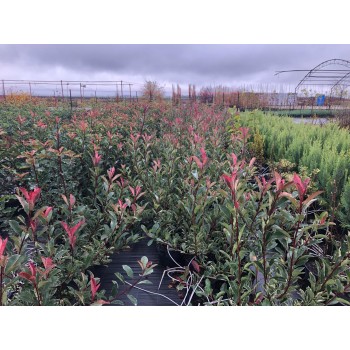 PHOTINIA FRASERI  PINK MARBLE