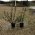 PHOTINIA FRASERI  PINK MARBLE
