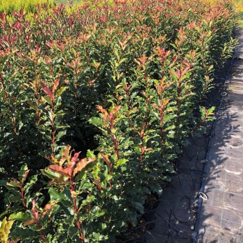 Photinia  Serattifolia  Crunchy
