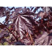 ACER PLATANOIDE CRIMSON KING (artar norvegian cu frunze rosii)