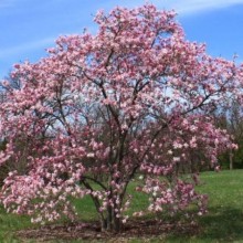 Magnolia loebneri 'Leonard Messel'