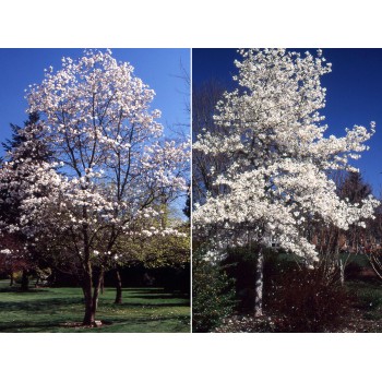 MAGNOLIA KOBUS (magnolia japoneza)