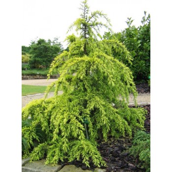 Cedrus Deodara Golden Horizont
