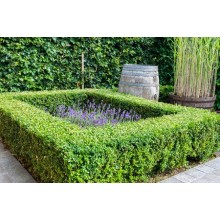 BUXUS SEMPERVIRENS (cimisir)