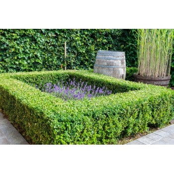 BUXUS SEMPERVIRENS (cimisir)