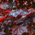 ACER PLATANOIDE CRIMSON KING (artar norvegian cu frunze rosii)