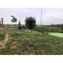Cupresociparis Leylandii glob.