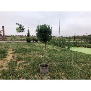 Cupresociparis Leylandii glob.
