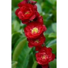 Caenomeles S. Rubra