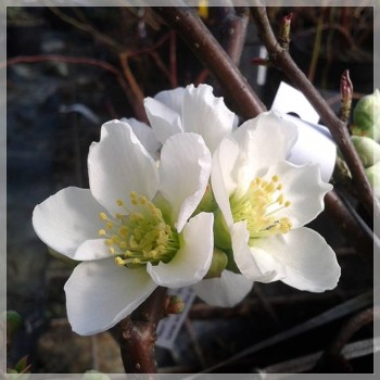 Caenomeles S. Nivalis