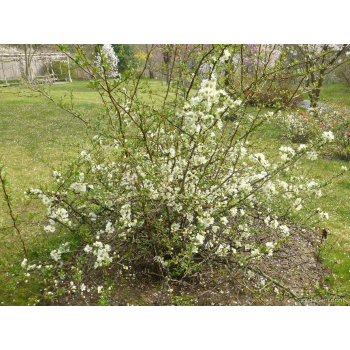 Caenomeles S. Nivalis